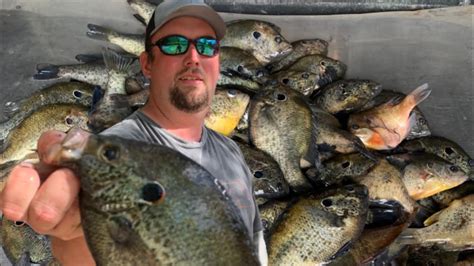 Image result for How to Catch Shellcrackers