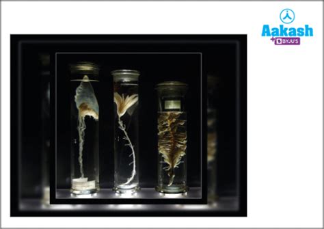 Botanical Gardens in Biology: Definition, Types and Importance | AESL