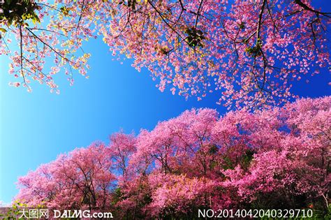 春天风景大图,春天花大自然风景,春天美丽自然风景_大山谷图库