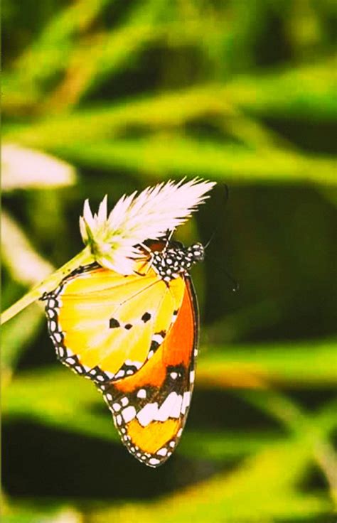 Phylum Arthropoda Butterfly