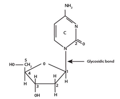 Figure 21.5B: Nucleosides (C=Cytosine)