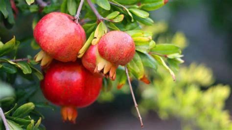 6 plants that grow fruits in desert regions despite extreme heat