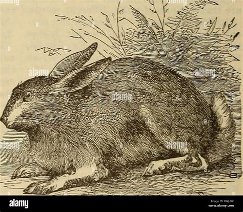 'A Dictionary of the Bible' (1887) provides detailed definitions and explanations of biblical ...