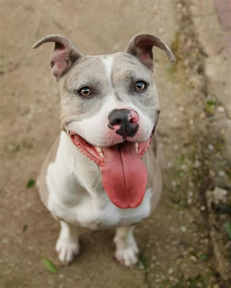 American Pit Bull Terrier: A Loving and Loyal Companion