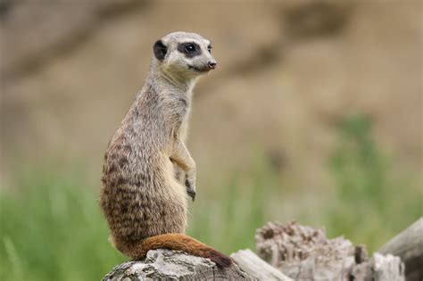 Foto De Una Suricata · Foto de stock gratuita