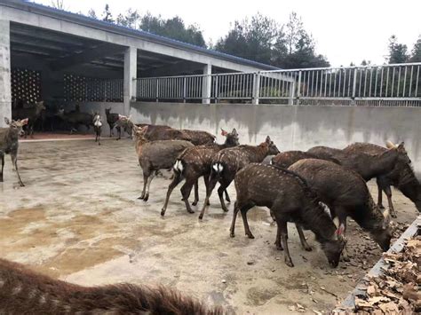 养殖梅花鹿需要办理什么手续 - 农敢网