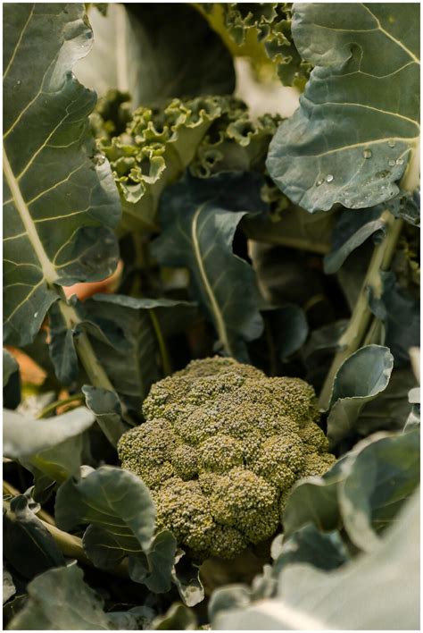 Grow Spring Vegetables 的图像结果