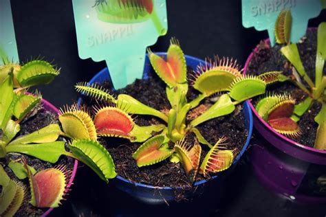Do Venus Fly Traps Eat Spiders? Eating Habits Explained