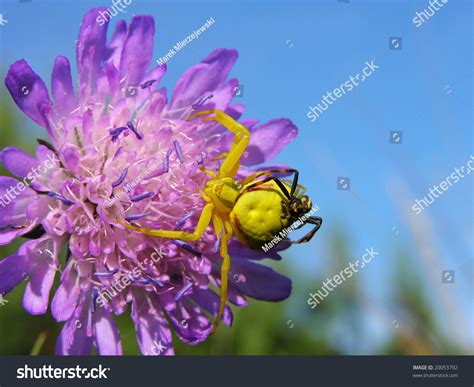 Goldenrod Crab Spider Big Female Small Stock Photo 20053792 | Shutterstock