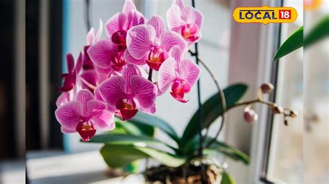 Gardening Tips: বাড়িতে টবের মধ্যেই ফুটে উঠবে সুন্দর অর্কিড! খাটনি ...