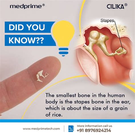 The Smallest Bone in Your Body