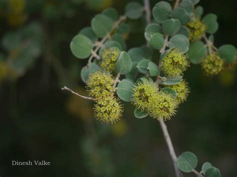 India Flora Online