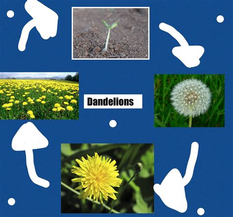 Dandelion Plant Life Cycle