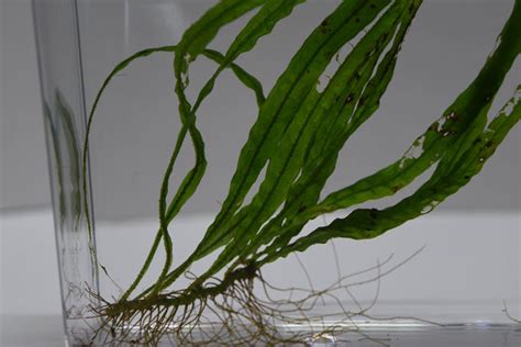 Java Fern Small Leaves at Tip 的图像结果