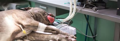 Anesthesia Airway Medicine Given Dog 的图像结果