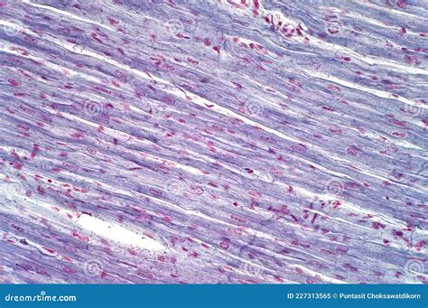 Cardiac Muscle Cells Under Microscope 1,626 Muscle Cell Stock Photos,
