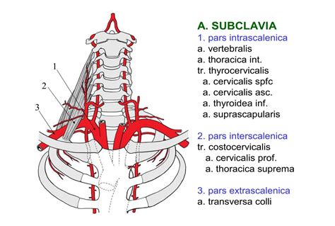 arterii_konechnostey