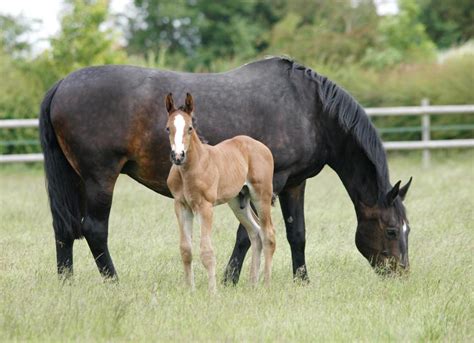 Artificial Insemination in Horses | PetMD
