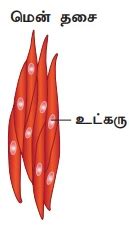 தாவர மற்றும் விலங்கு திசுக்களைக் கண்டறிதல் - அறிவியல் ஆய்வக சோதனைகள் ...
