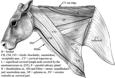 Ligamentum Collaterale Ulnare