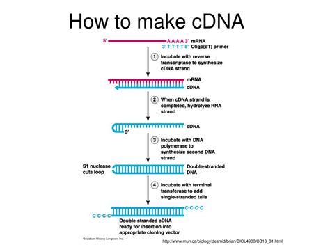 PPT - qPCR PowerPoint Presentation, free download - ID:1021691