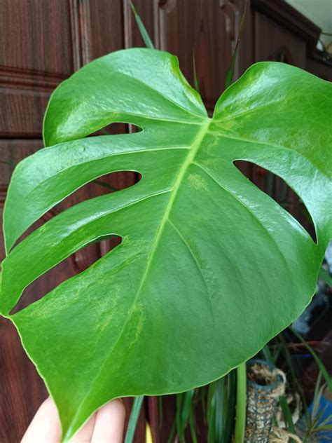 Mint patches : r/Monstera
