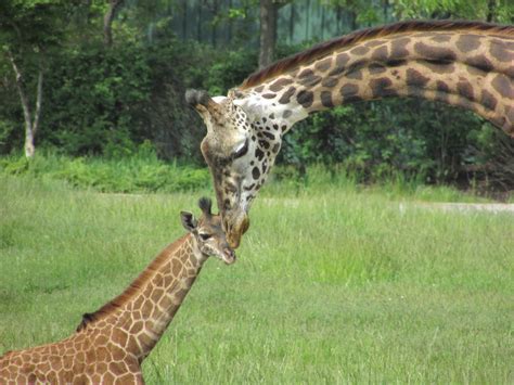 Image result for Toledo Zoo Python