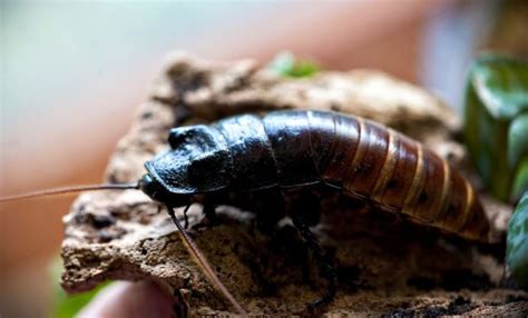 Remote Controlled Cockroach 的图像结果