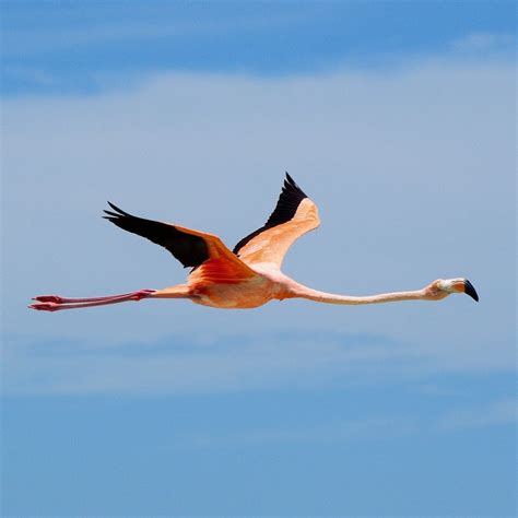 HOLBOX BIRDING TOURS (2025) All You Need to Know BEFORE You Go (with ...