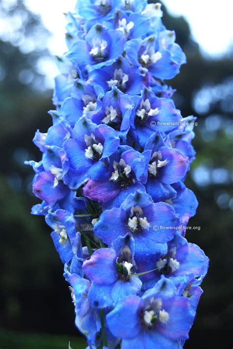 Lalbagh flower festival august 2016-Independence day special photos ...