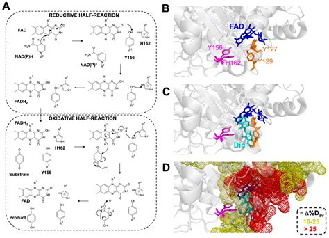 The Catalytic Cycle of the Antioxidant and Cancer-Associated Human NQO1 ...