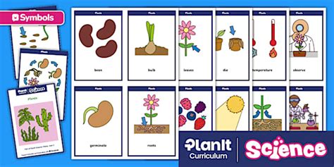 Twinkl Symbols: PlanIt Science: Plants: Year 2: Flashcards