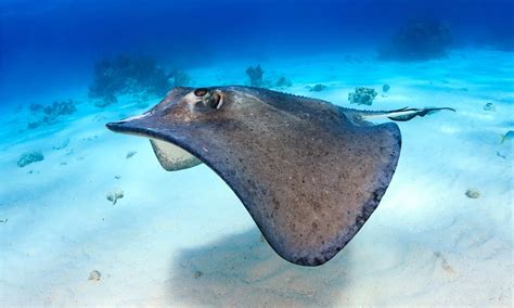 Skate Fish Vs Stingray: 4 Key Differences Explained - A-Z Animals