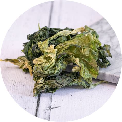 Ulva Lactuca also known as sea lettuce, a nutritious edible green algae