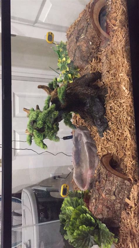 Image result for Ball Python Set Up