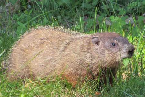 Woodchuck Vs. Beaver: The 7 Main Differences