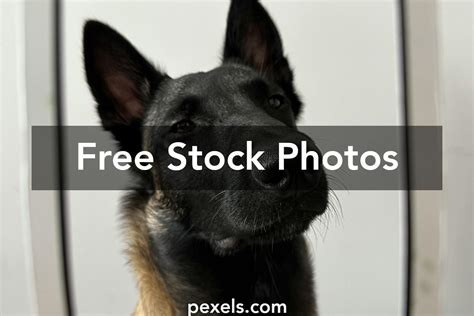 Animation VIP 的图像结果