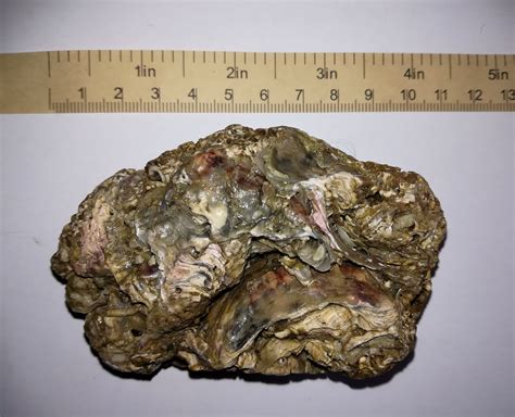 Image result for Sea Shell Fossil