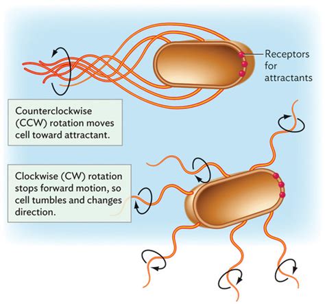 Code Python for Bacteria Movement 的图像结果