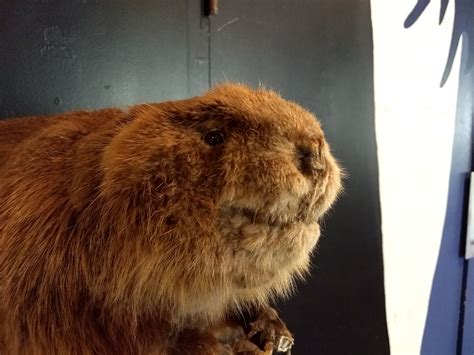 Image result for Tutorial Moto G5 Plus