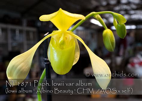 Paph. (lowii album ' Albino Beauty ' CHM/ AOS x self) / Orchids.com