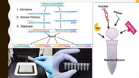 Image result for Real-Time PCR For Dummies