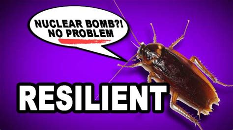 Resilient: In a Sentence - WORDS IN A SENTENCE