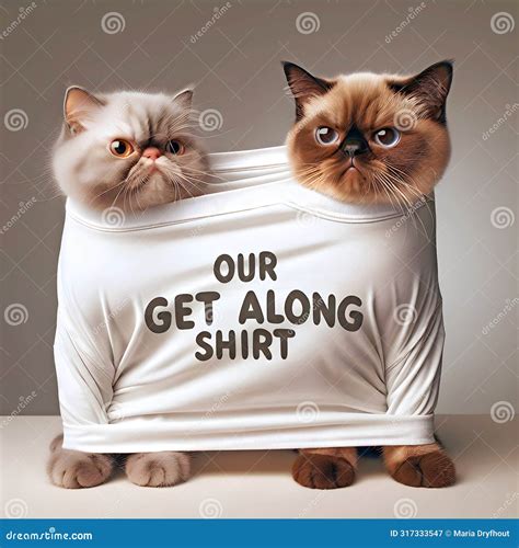 Sibling Persian Cats In A Get Along Shirt Royalty-Free Stock Photo ...