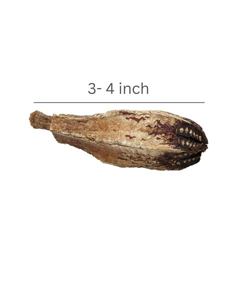 Joynagar 10-Piece Mahogany Pods Bird Toys - Natural Wooden Parrot Toys ...