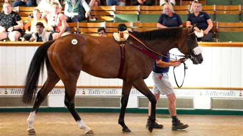 'It's very different' - Ollie Fowlston looking ahead to Dullingham Park ...