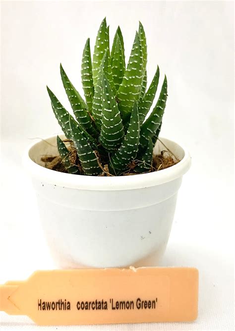 Haworthia coarctata 'Lemon Green' – Dream Green