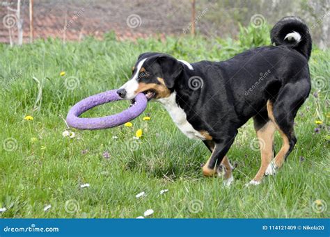 Appenzell Cattle Dog Running on the Green Grass Stock Image - Image of ...