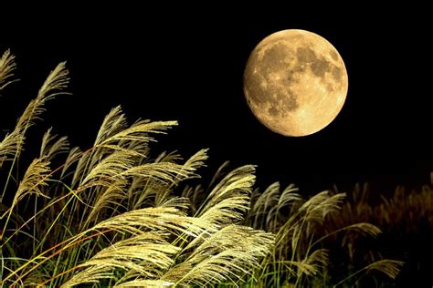 the full moon shines brightly over tall grass