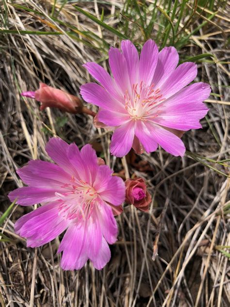 Bitterroot, the Montana State Flower | Photo reference, Montana, Flowers